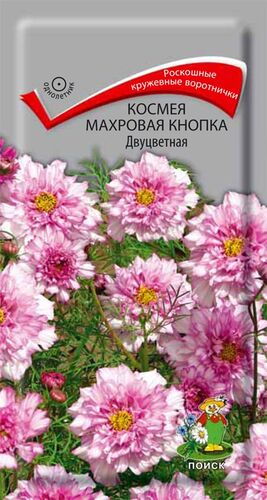 Космея махровая кнопка Двуцветная