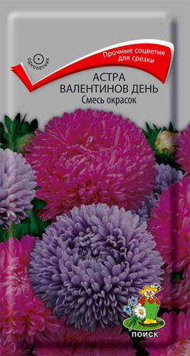 Астра Валентинов день Смесь окрасок