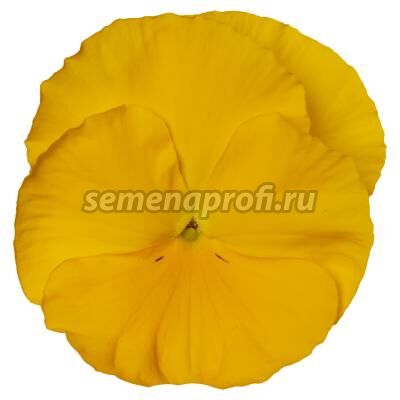Виола крупноцветковая Дельта Про F1 Клеа Еллоу Syngenta двул 1000 шт