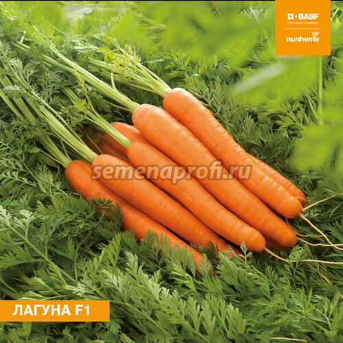 Морковь Лагуна F1 Nunhems 1/6-1/8 100000шт