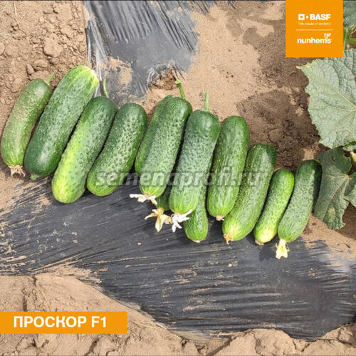 Огурец Проскор F1 Nunhems 1000шт