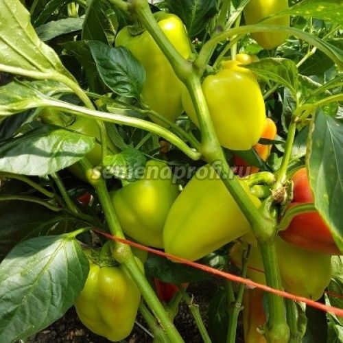 Перец Альто F1 GreenTime 1000шт