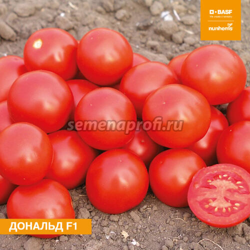 Томат  Дональд F1 Nunhems 1000шт