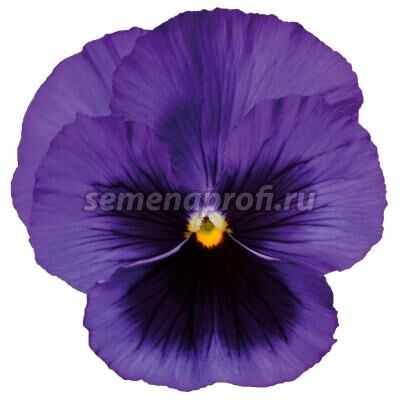 Виола крупноцветковая Дельта Про F1 Дип Блю виз Блотч двул Syngenta 100 шт