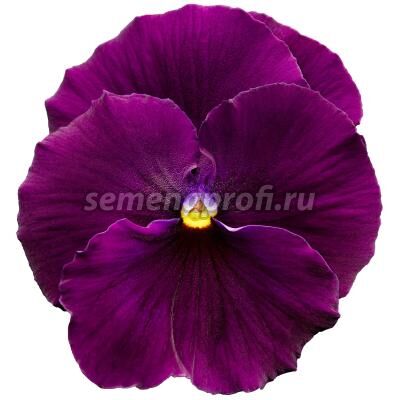 Виола крупноцветковая Дельта Про F1 Клеа Виолет двул Syngenta 100 шт