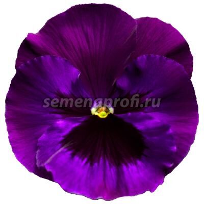 Виола крупноцветковая Дельта Про F1 Неон Виолет двул Syngenta 100 шт