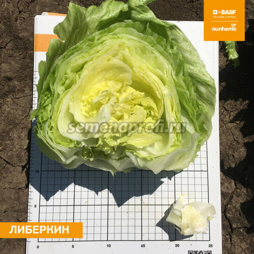 Салат Либеркин Nunhems 5000драже