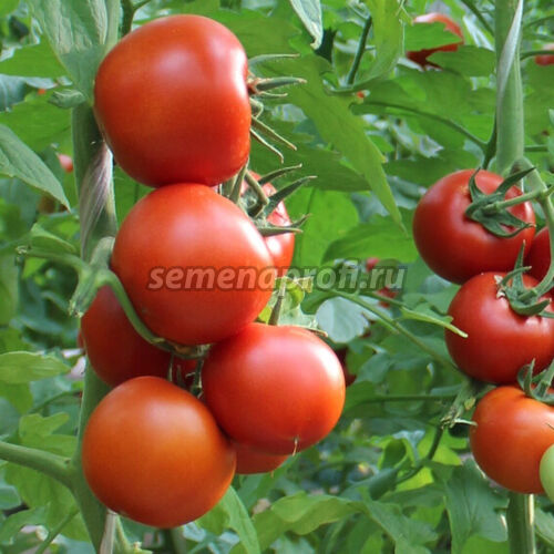 Томат Дантина F1 Syngenta 500шт