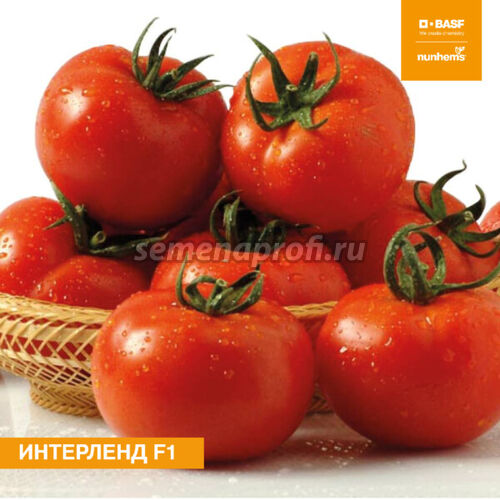 Томат Интерленд F1 Nunhems 1000шт
