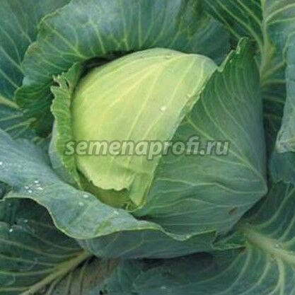 Капуста  Куизор F1 Syngenta 2500шт